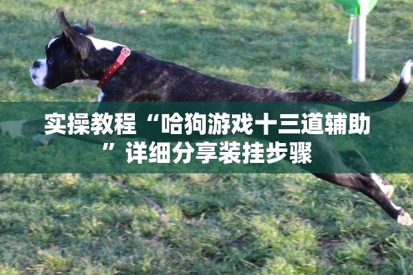 实操教程“哈狗游戏十三道辅助”详细分享装挂步骤