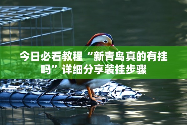 今日必看教程“新青鸟真的有挂吗”详细分享装挂步骤