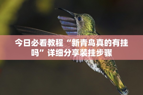 今日必看教程“新青鸟真的有挂吗”详细分享装挂步骤