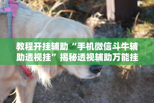 教程开挂辅助“手机微信斗牛辅助透视挂”揭秘透视辅助万能挂用法