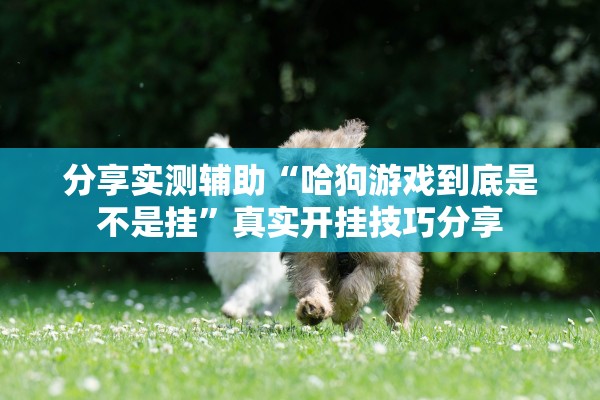 分享实测辅助“哈狗游戏到底是不是挂”真实开挂技巧分享