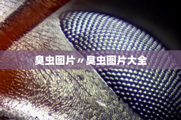 臭虫图片〃臭虫图片大全